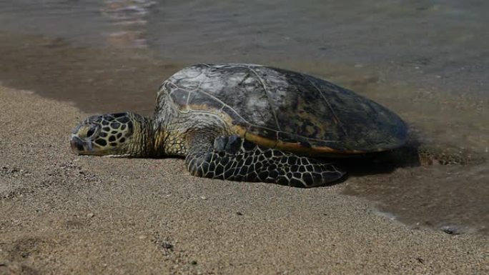 绿海龟在海滩上晒太阳