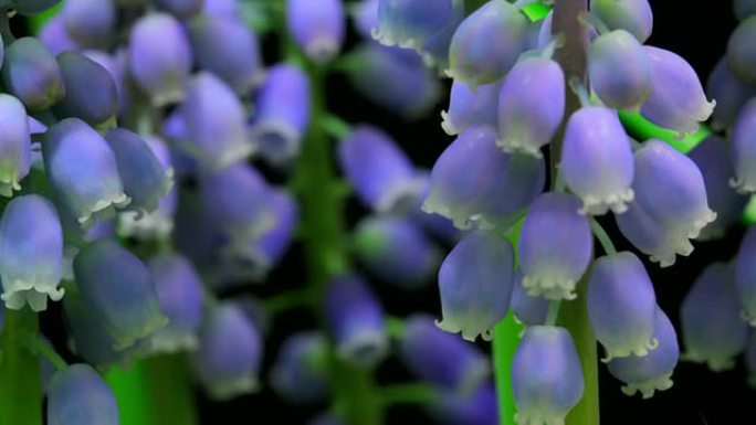 麝香花延时麝香花延时花开花绽放生长盛开