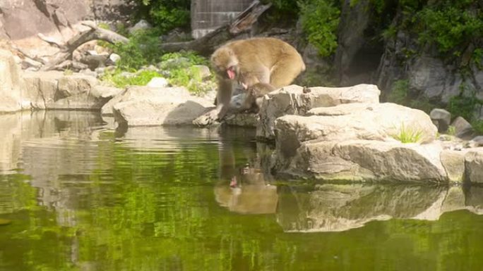 猴子在洗澡