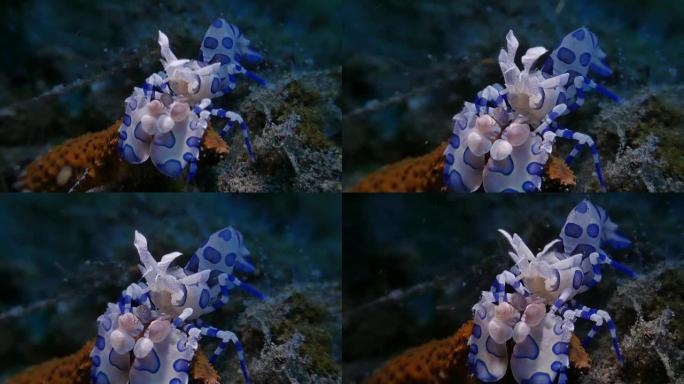 猎捕海星的丑角虾，印度尼西亚 (4K)