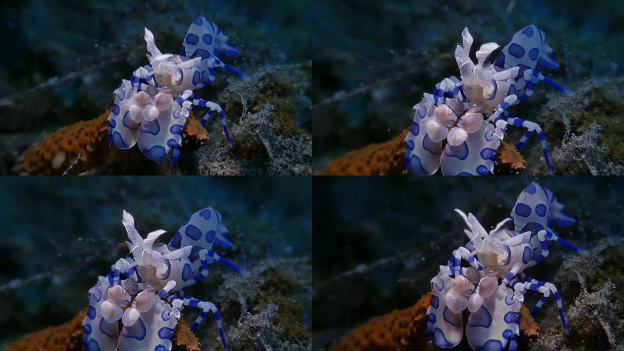 猎捕海星的丑角虾，印度尼西亚 (4K)