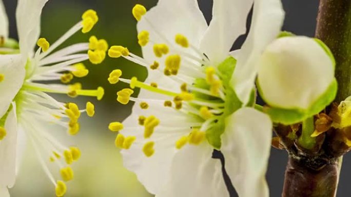 野生梅花盛开 -- 黑色背景下的延时