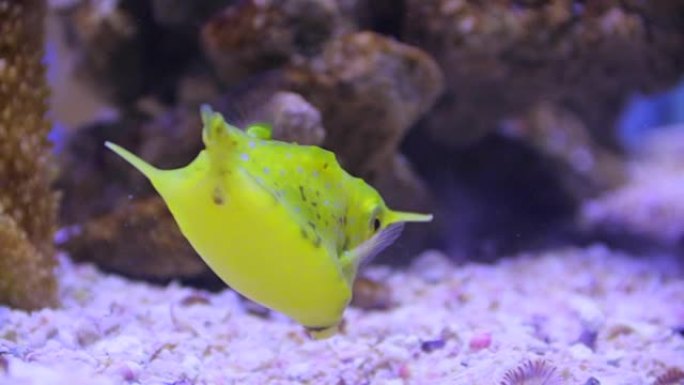 水族馆热带鱼群海洋大海野生动物