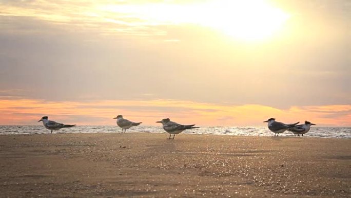 日落时海边的海鸥沙滩上的海鸥夕阳下的海面
