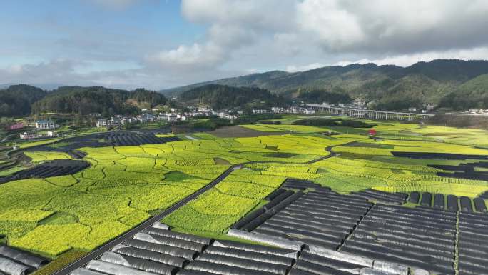 油菜花 花海