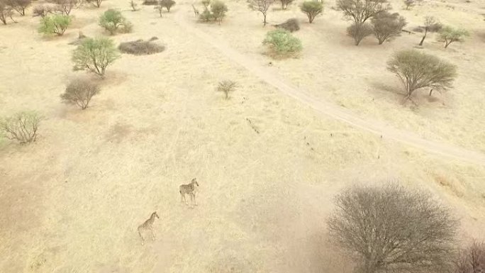 非洲的长颈鹿非洲长颈鹿