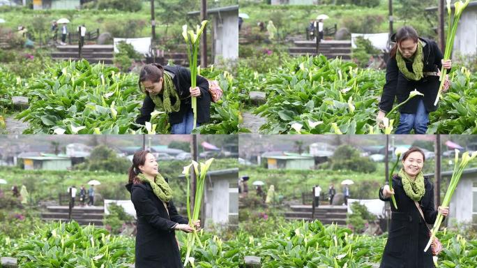 女人摘下一朵马蹄莲花