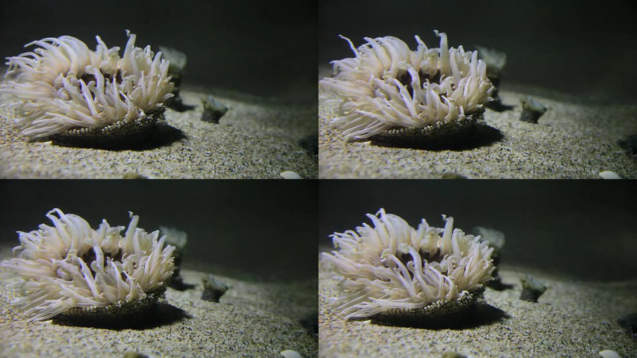 白莲花运动流动水流水底海底生存生活
