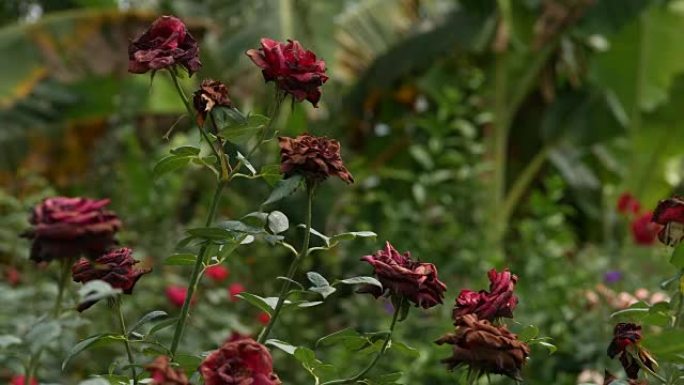 花园里盛开红玫瑰