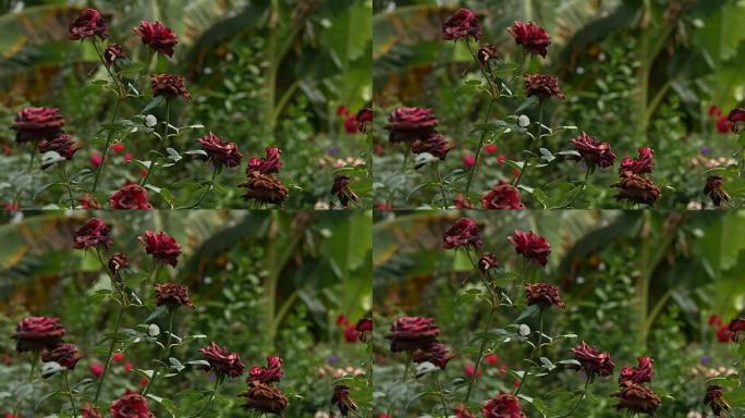 花园里盛开红玫瑰