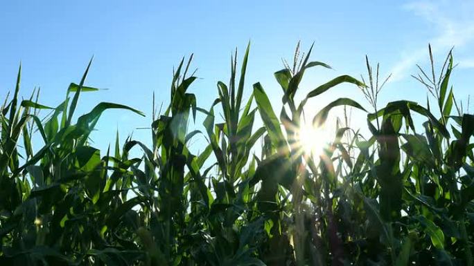 玉米在太阳上移动玉米地晃动阳光
