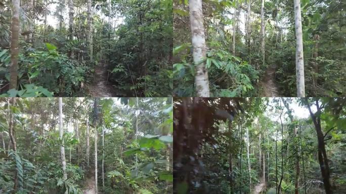 在丛林中行走的人