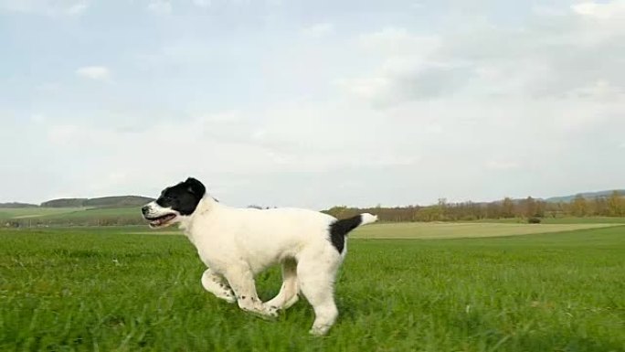顽皮的小狗在草地上奔跑