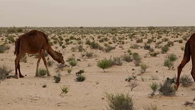 杜兹/突尼斯附近沙漠中的单峰骆驼群