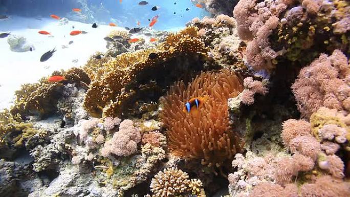 珊瑚和鱼热带鱼群海洋大海野生动物