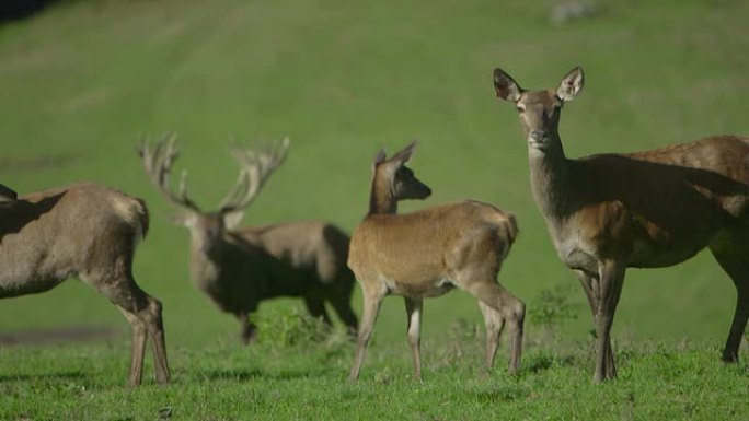 一群马鹿/慢动作动物园野生小鹿茸保护生物