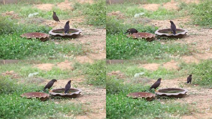 饥饿的小鸟在觅食。