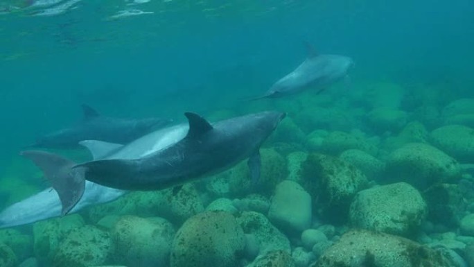 一群在公海游泳的瓶鼻海豚