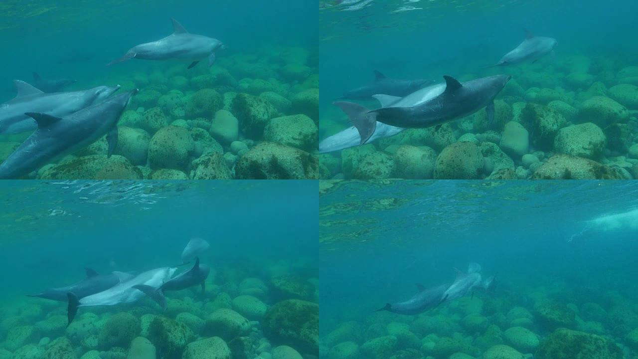 一群在公海游泳的瓶鼻海豚