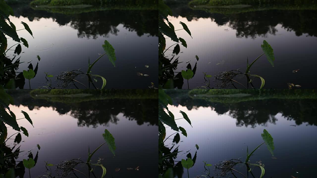 湖中沼泽植物和睡莲