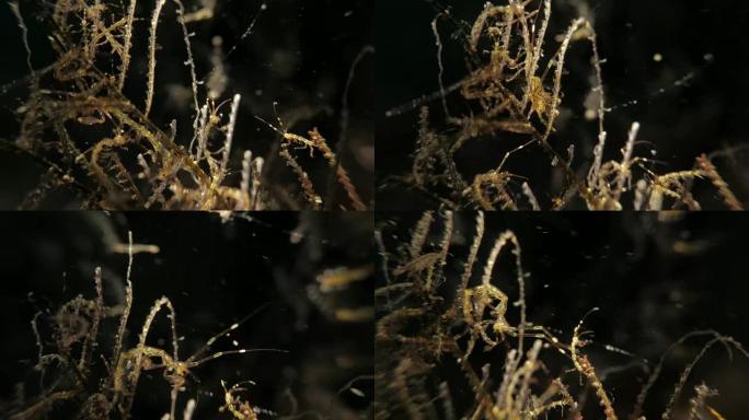 海底狩猎的骷髅虾热带鱼群海洋大海野生动物