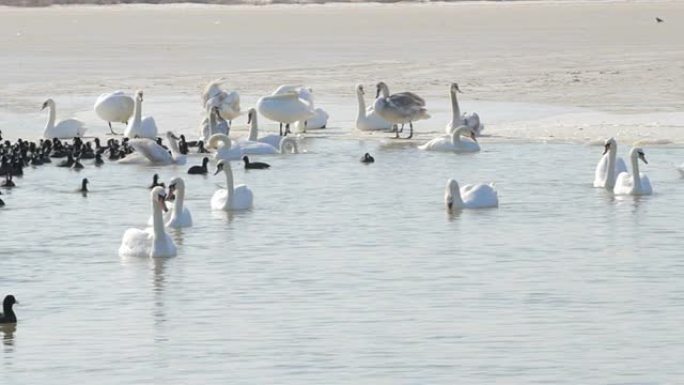 冬天湖面上的白天鹅和黑鸭子。