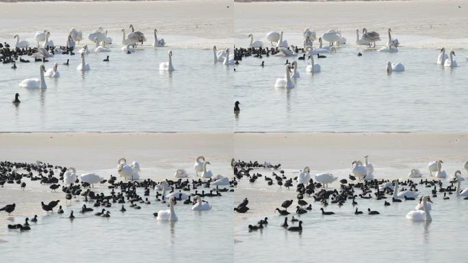冬天湖面上的白天鹅和黑鸭子。