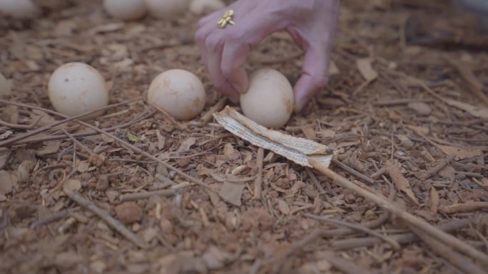 捡鸡蛋 窝里的鸡蛋 山间鸡蛋 散养鸡蛋