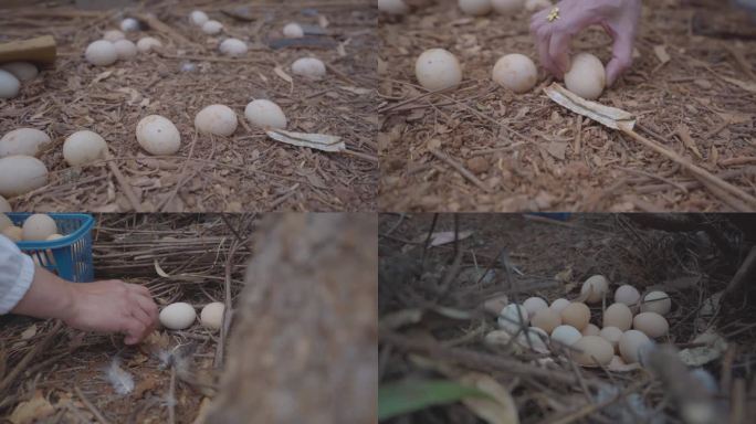 捡鸡蛋 窝里的鸡蛋 山间鸡蛋 散养鸡蛋