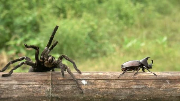 蜘蛛炭黑犀牛牡鹿甲虫