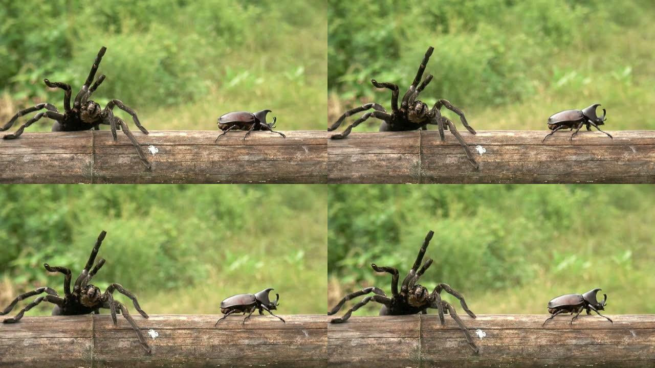 蜘蛛炭黑犀牛牡鹿甲虫