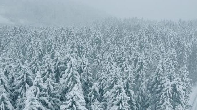 云杉树积雪覆盖的森林的空中