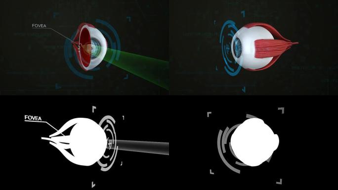 3D眼霜效果三维眼球眼球结构动画眼球手术