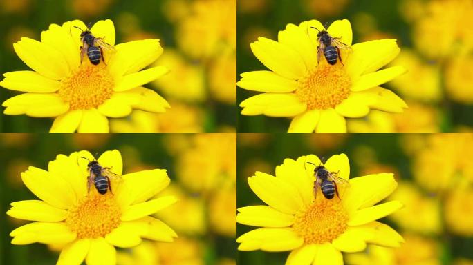 HD：蜜蜂和花朵