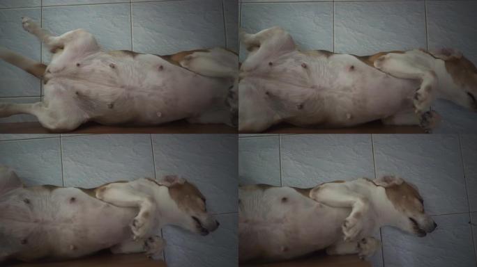 有趣的晚上睡觉比格犬