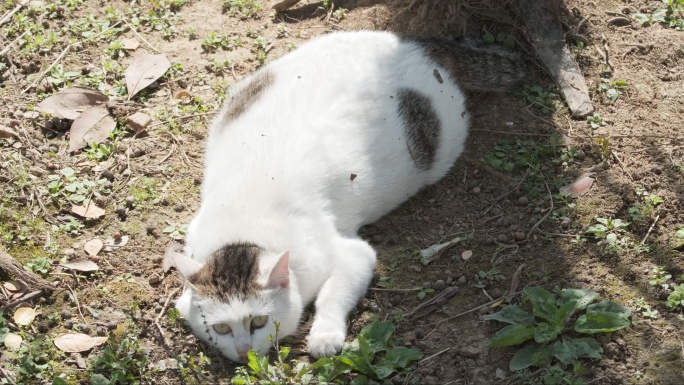 树下午休的小肥猫4K实拍