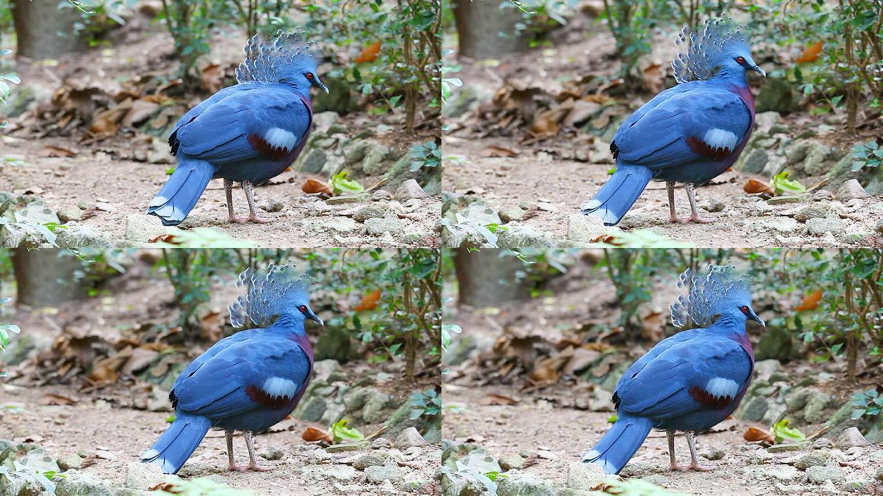 高清：维多利亚冠鸽（Goura Victoria）。