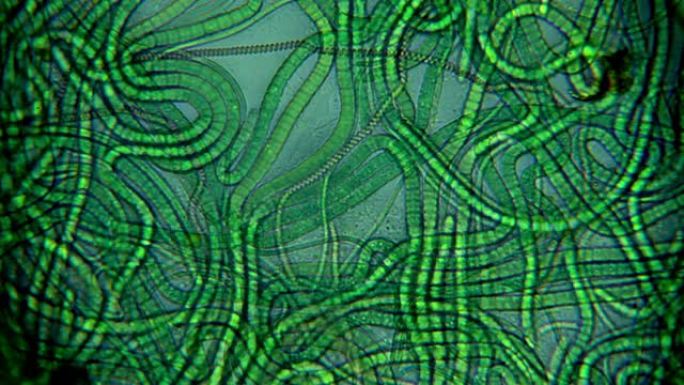 藻类-显微镜视图