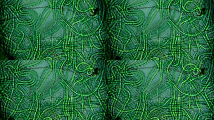 藻类-显微镜视图