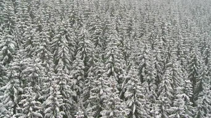 白雪皑皑的云杉树的航拍