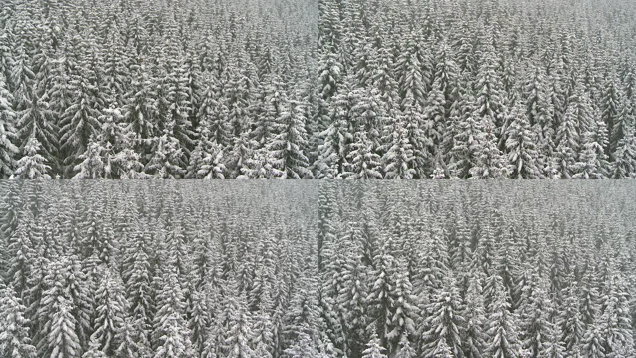 白雪皑皑的云杉树的航拍