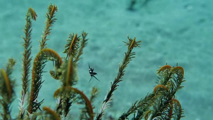 小鱼在海底的海百合 (海百合) 中游泳