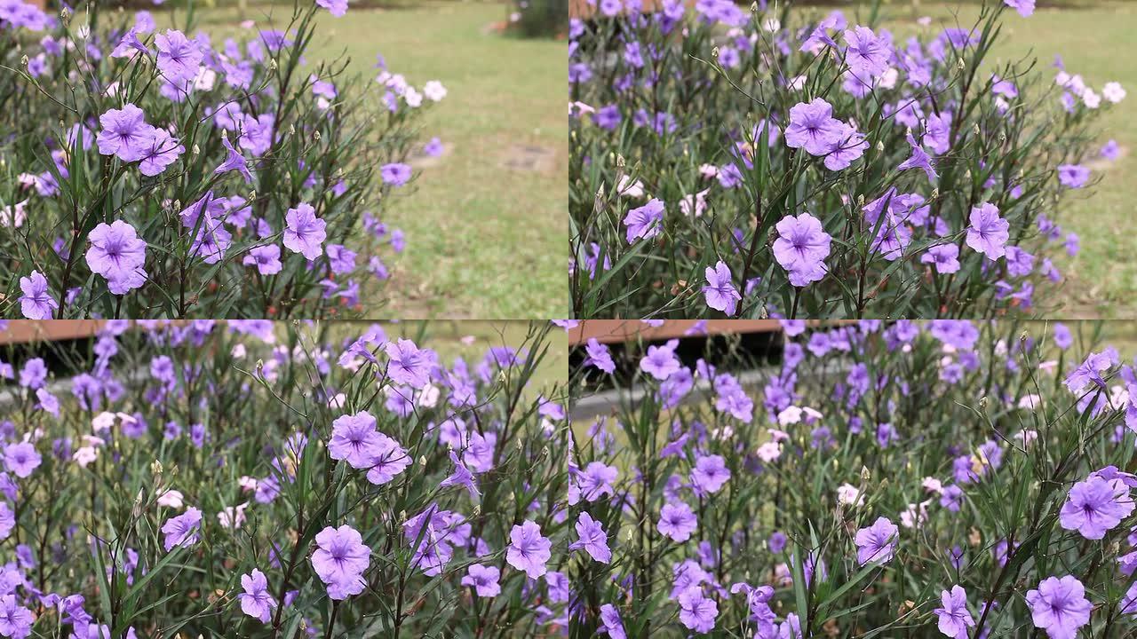 花园里的紫罗兰花HD1080p
