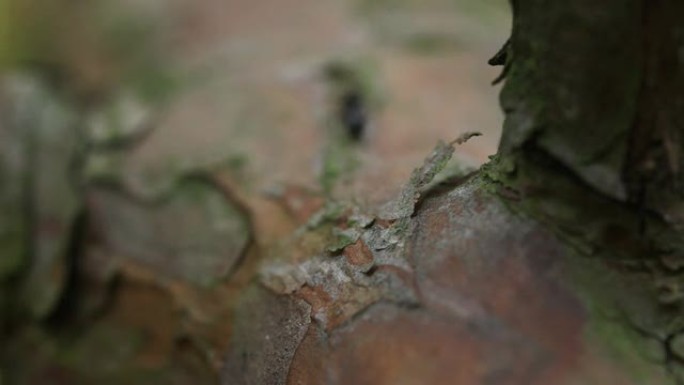 蚂蚁在一棵死树上。