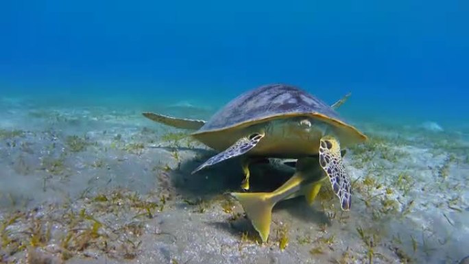 在红海海草床上放牧的绿海龟