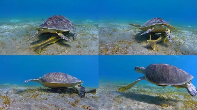 在红海海草床上放牧的绿海龟