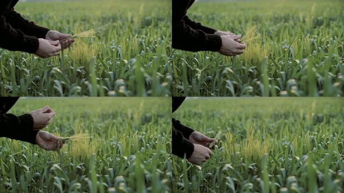 绿色麦田和晴天