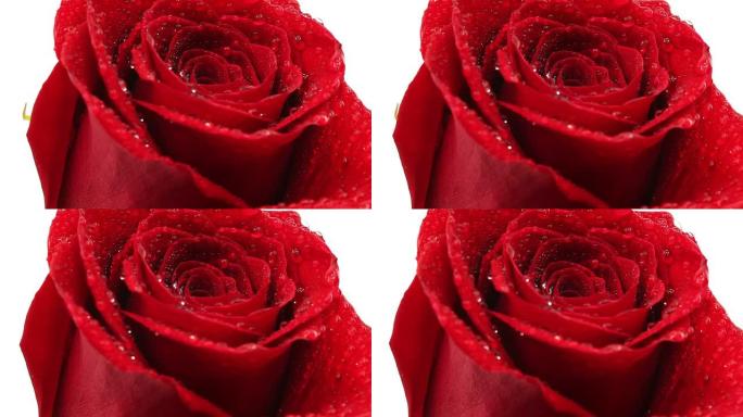 带滴的红玫瑰