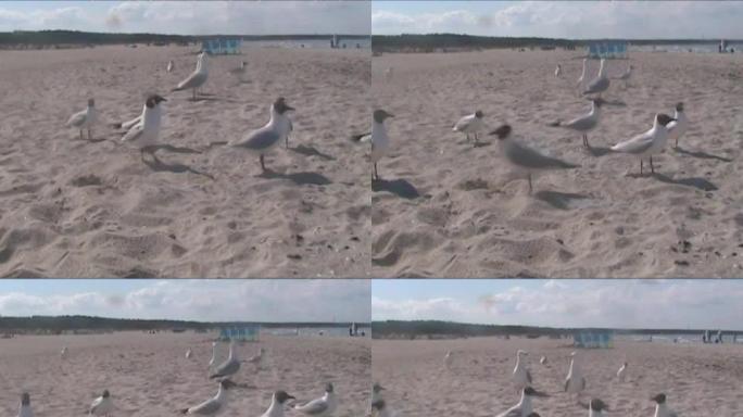 在海滩上喂饥饿的海鸥