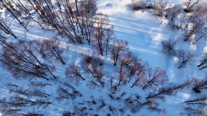 航拍早春雪原红柳林